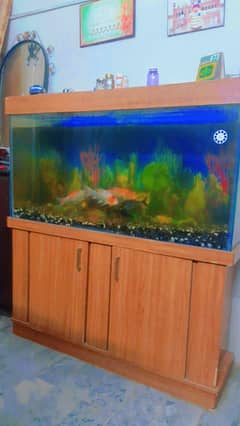 selling my aquarium with fishes