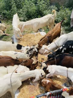 Bakra