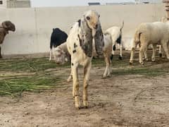 Goats for sale for qurbani