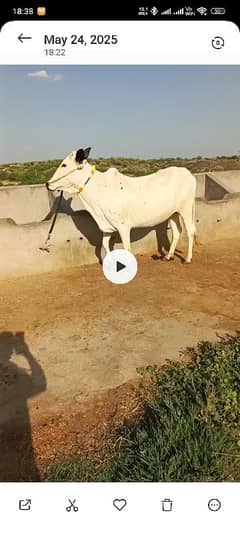 Cow for Sale