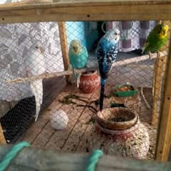 Budgies with Cage