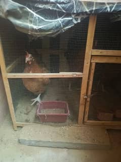 2 hens 1 rooster