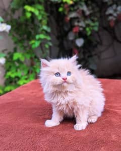 Persian