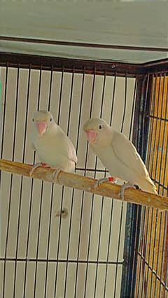 Love birds