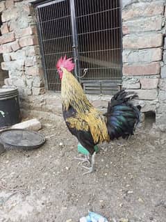 Desi Murga For Sale