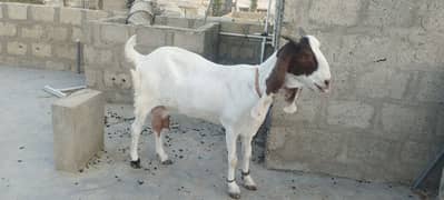 gulabi