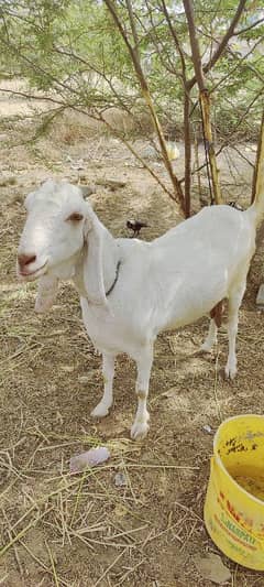 2 bakri