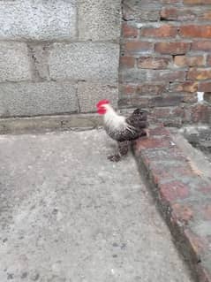cocko bentum male for sale