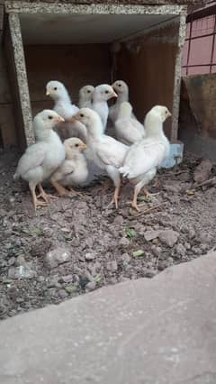 male and chicks