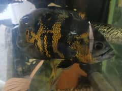 Oscar and giant groumee