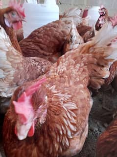 Eggs60+
