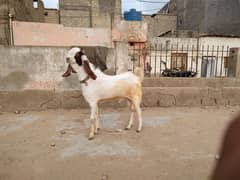 bakra