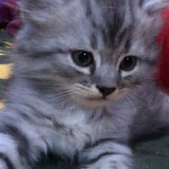 Persian kitten age 2months