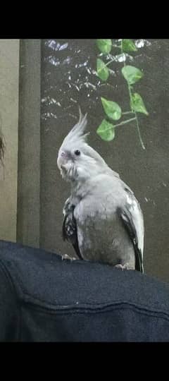 hand tame cocktail pair