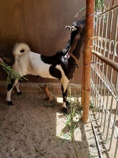 bakra