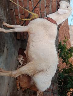 Dhumba#khot