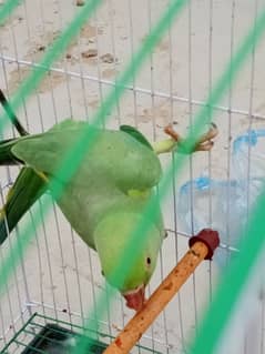Rawparrot