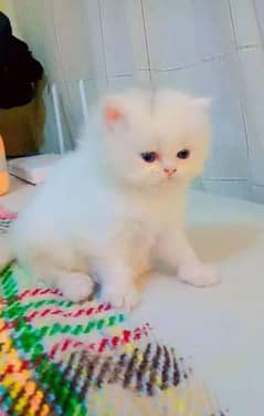 Persian Cat | Persian Kittens For Sale |  03274224738
