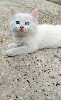 Blue eyed Persian kitten