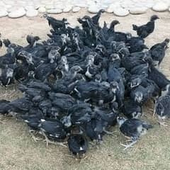 Australorp , Rir, Egyptian Fayoumi , Plymouth , Dandarawi Double comb