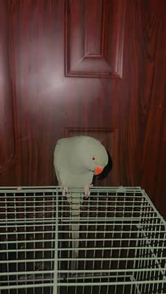 Female
