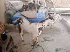 bakra