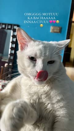 Snow white cat