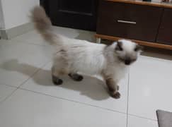 Himalayan