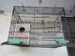 love birds with cage Whatsapp 03023960371
