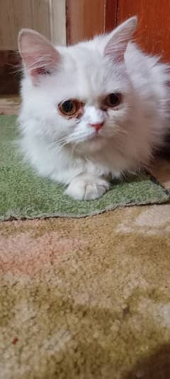 presion female cat