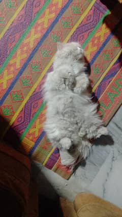 Persian cats