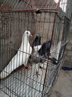 2 kabli 1 patti wala white male. .