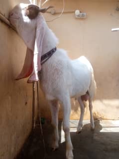 Gulabi