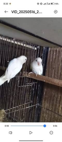 Albino black eyes Lovebird adult pairs