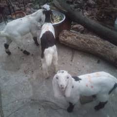 bakri k bachy