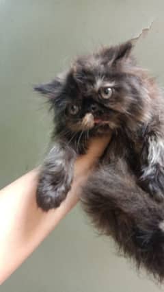 Pure Persian Show Class Huge Quality Peke/Peki Kitten/Cat