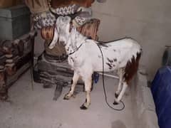 bakra donda 45000