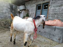 qurbani