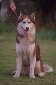 Siberian Husky Male 15 months for sale
