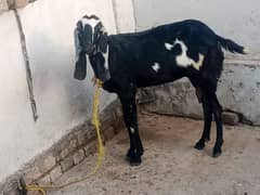 Amratsari Beetal Goat for sale with two kids
