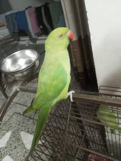 green parrot