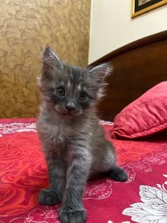 Black Baby Kitten