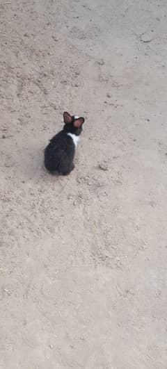 Rabbit