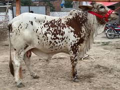 Wacha for Sale | Bachra | Bull Qurbani | Cow | Wehra | Janwar Qurbani