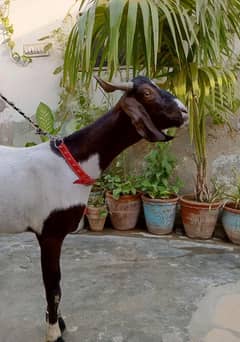 Qurbani