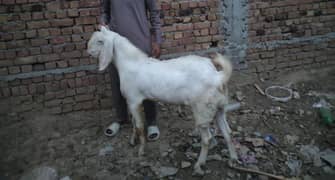 4 bakray for sale