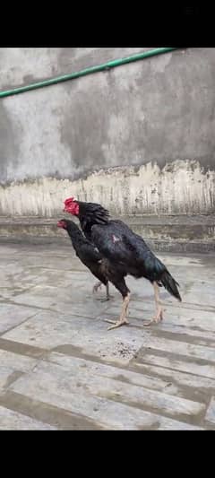 Aseel pair