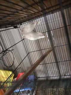 love birds or cocktail pair