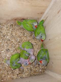 parrot
