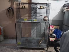 birds cages